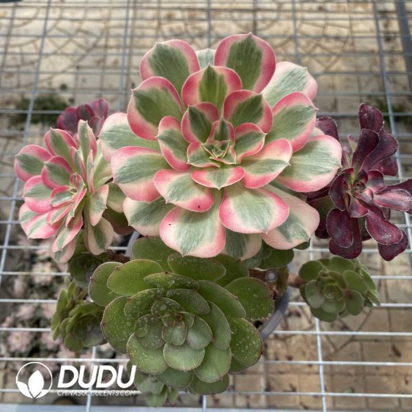 e202-95.jpg Aeonium Grafted NO.25 - Image 2
