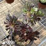 Aeonium Ink painting Cutting Clustering - Image 2