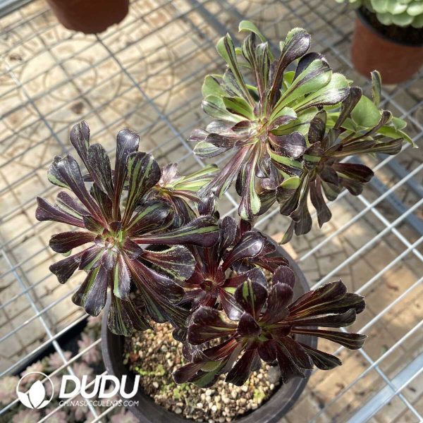 Aeonium Ink painting Cutting Clustering - Image 2