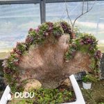 Aeonium Black King Kong Cristata 1 - Image 2