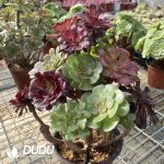 (Grafted)Aeonium NO.12 - Image 3