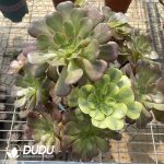 (Grafted)Aeonium NO.22 - Image 3