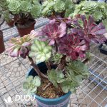 (Grafted)Aeonium NO.23 - Image 3