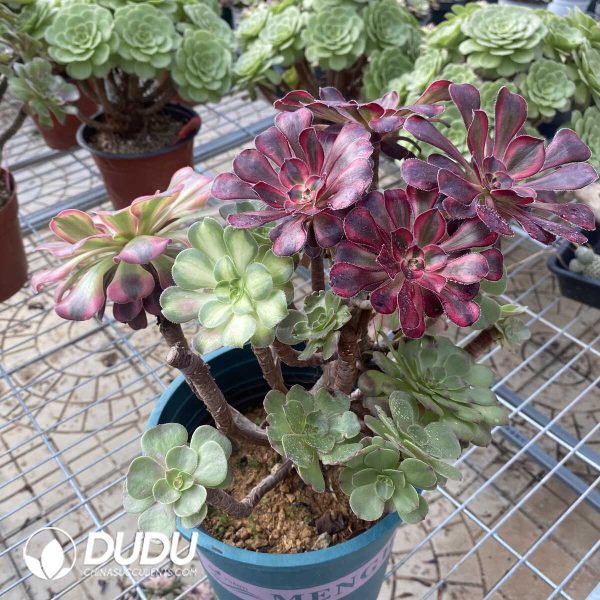 (Grafted)Aeonium NO.23 - Image 3