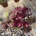 (Grafted)Aeonium NO.24 - Image 3