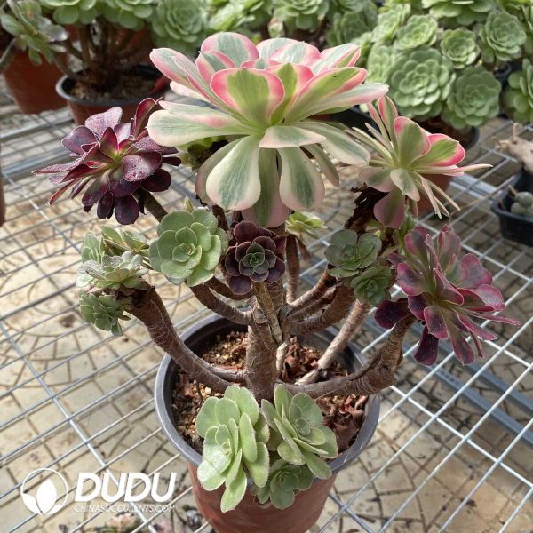 e203-13.jpg Aeonium Grafted NO.25 - Image 3