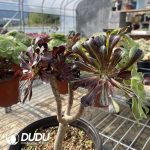 Aeonium Ink painting Cutting Clustering - Image 3