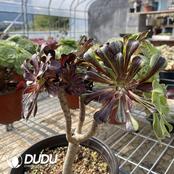 Aeonium Ink painting Cutting Clustering - Image 3