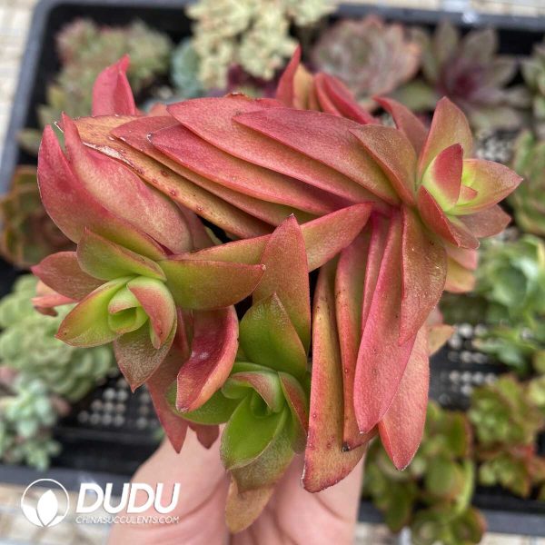 Soilless Echeveria Random Collection 20pcs - Image 3