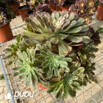 50pcs Aeonium Ink Painting Cuttings - Image 3