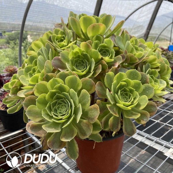 50pcs Aeonium Qingmeng Cuttings - Image 3