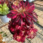 50pcs Aeonium Chanel Cuttings - Image 3