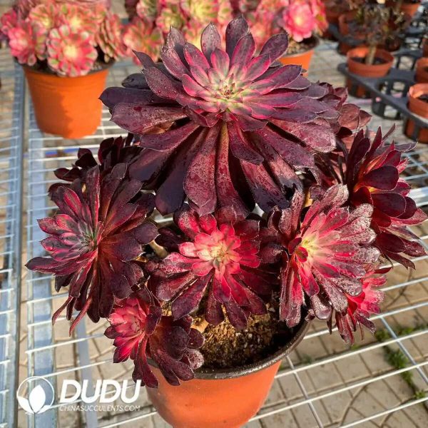 50pcs Aeonium Black Swan Cuttings - Image 3