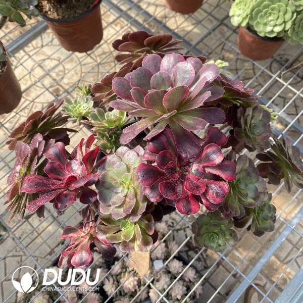 (Grafted)Aeonium NO.14 - Image 3