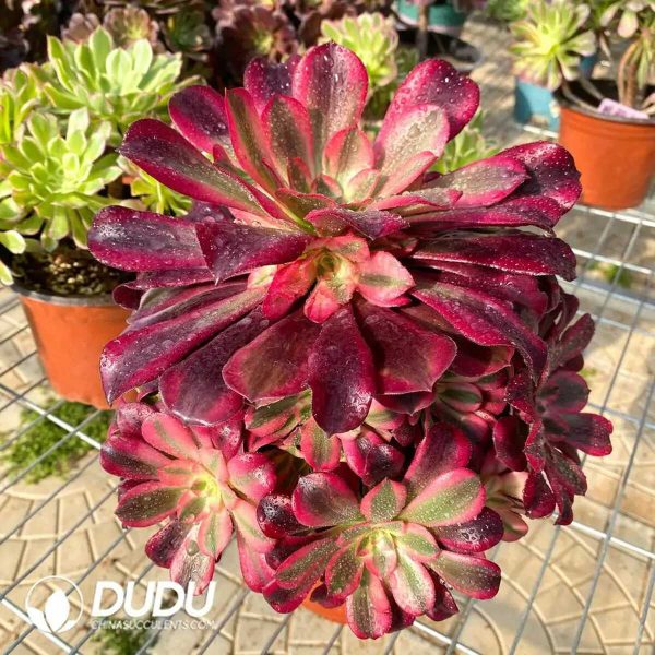 50pcs Aeonium Caput-Medusae Cuttings - Image 3