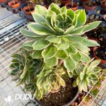 50pcs Aeonium Green Rose Variegated Cuttings - Image 3