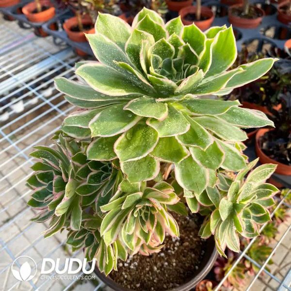 50pcs Aeonium Green Rose Variegated Cuttings - Image 3