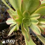 $0.53*50pcs Aeonium Athena Cuttings - Image 3