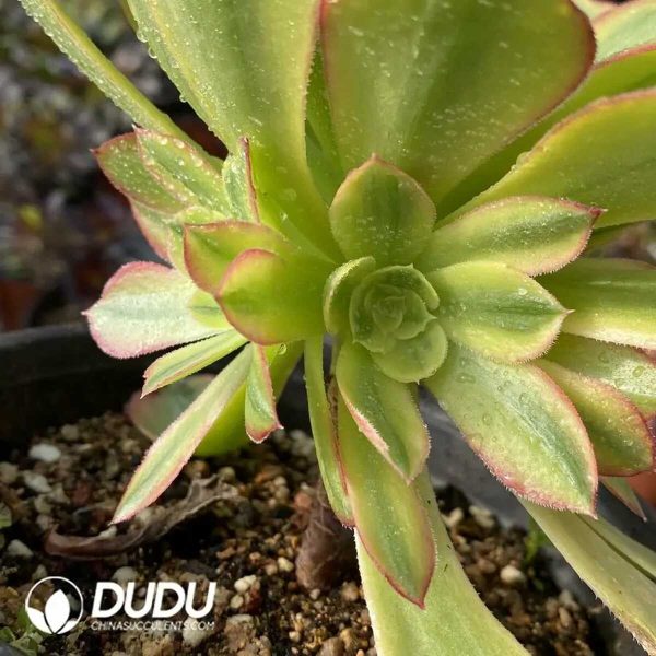 e203-23.jpg $0.53*50pcs Aeonium Athena Cuttings - Image 3