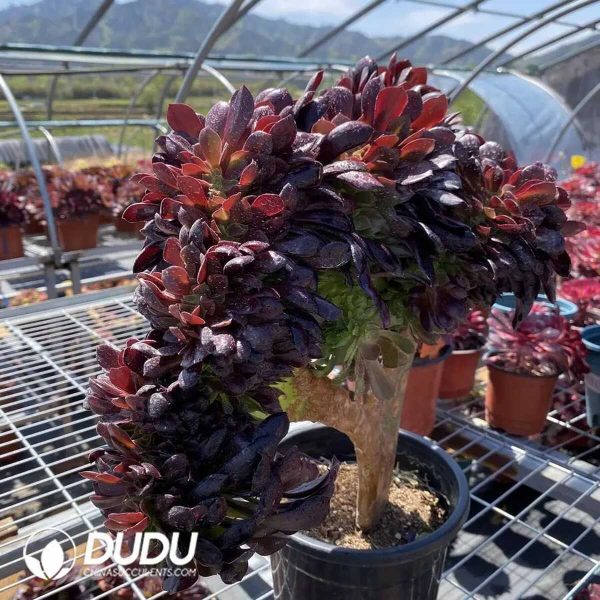 e203-24.jpg $2.02*50pcs Aeonium Arboreum Velour Cuttings - Image 3