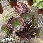 (Grafted)Aeonium NO.16 - Image 3