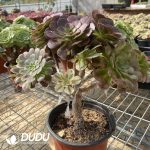 (Grafted)Aeonium NO.18 - Image 3