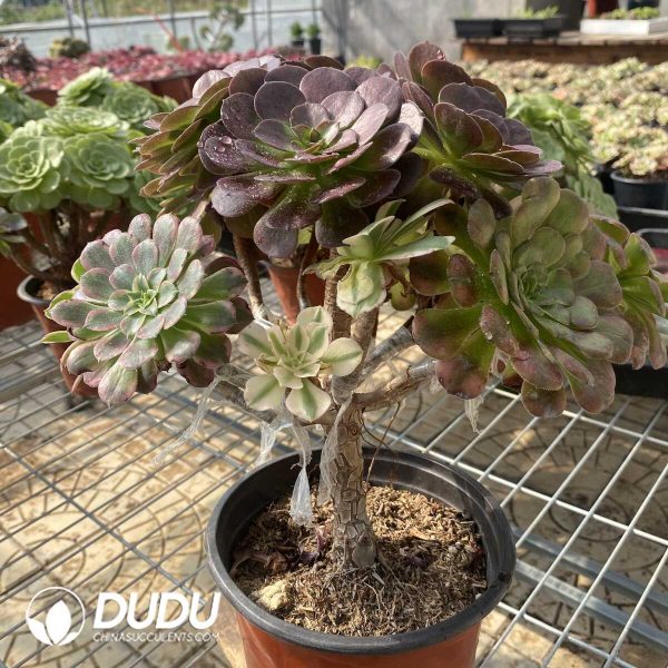 (Grafted)Aeonium NO.18 - Image 3