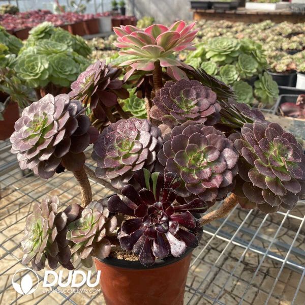 (Grafted)Aeonium NO.11 - Image 3