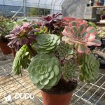 (Grafted)Aeonium NO.20 - Image 3