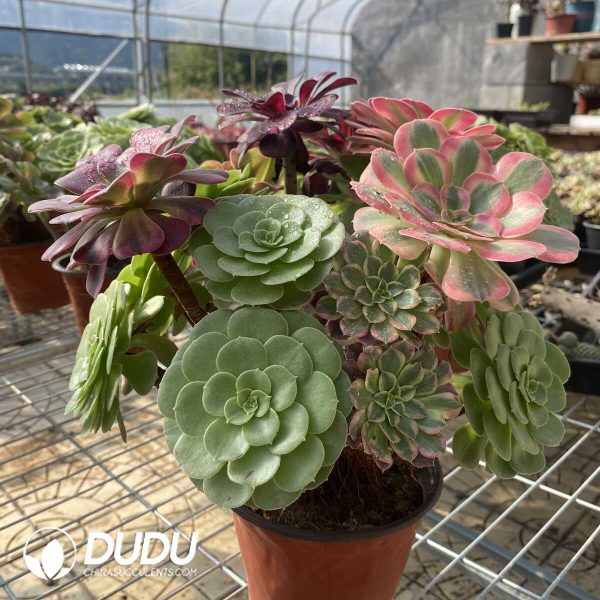 (Grafted)Aeonium NO.20 - Image 3