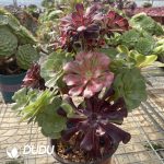 (Grafted)Aeonium NO.12 - Image 4