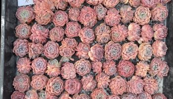 Echeveria