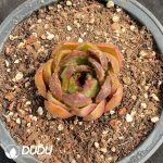 Echeveria Mountain Rose - Image 2