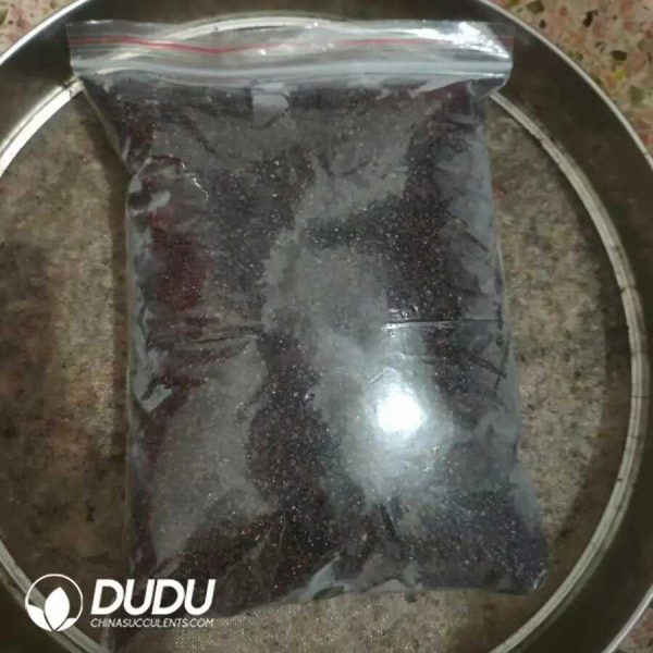 e201-1-1.jpg 500Pcs Astrophytum Asterias Seeds - Image 1