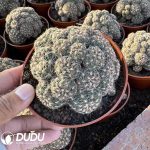 (Grafted)Gymnocalycium baldianum