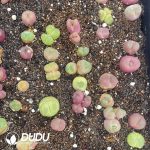 Conophytum Mixed (500pcs)