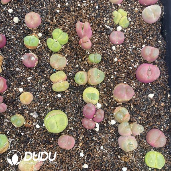 Conophytum Mixed (500pcs) - Image 1