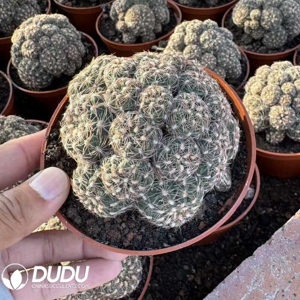 (Grafted)Gymnocalycium baldianum - Image 1