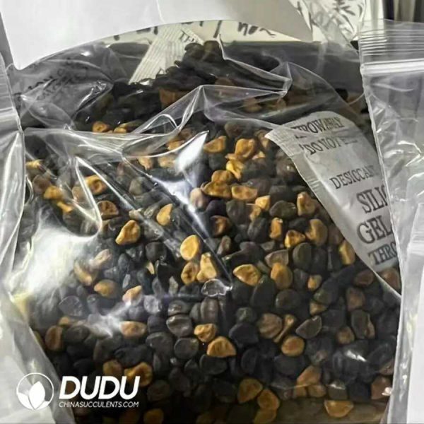 30Pcs Ipomoea Morning Glory Seeds - Image 1