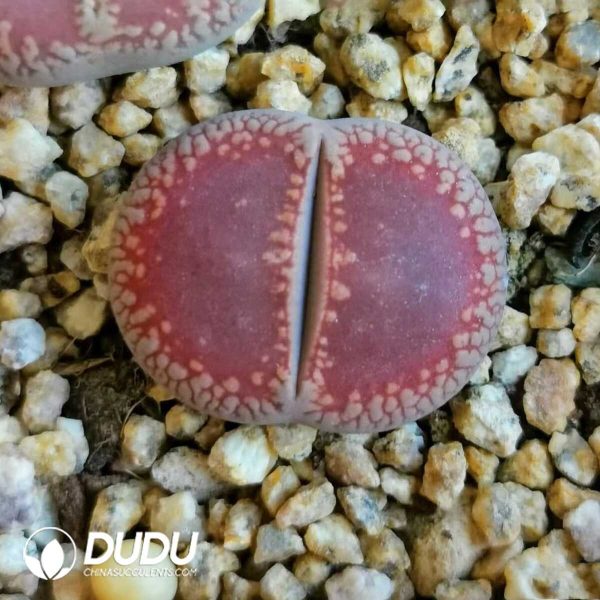 Lithops Orientaljasper ??1000+ pcs?? - Image 1