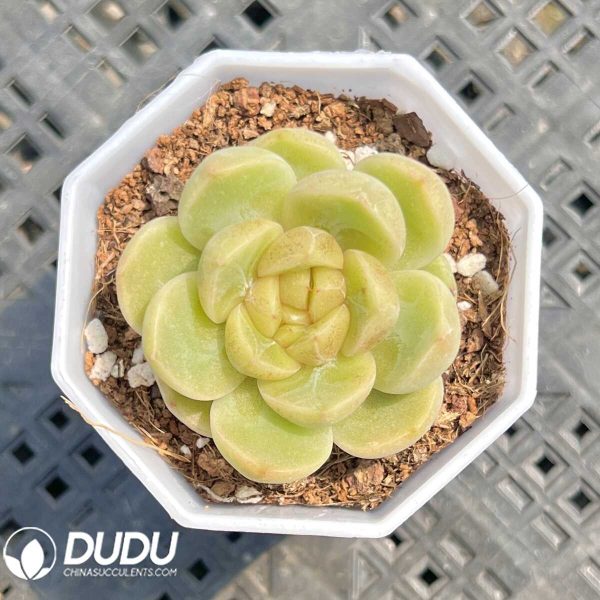 Echeveria Miss Cuihua - Image 1