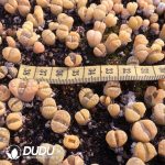 Lithops Otzeniana C128 (1000+ pcs)