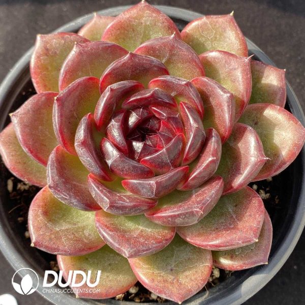 Echeveria Icelandic Coffee - Image 1