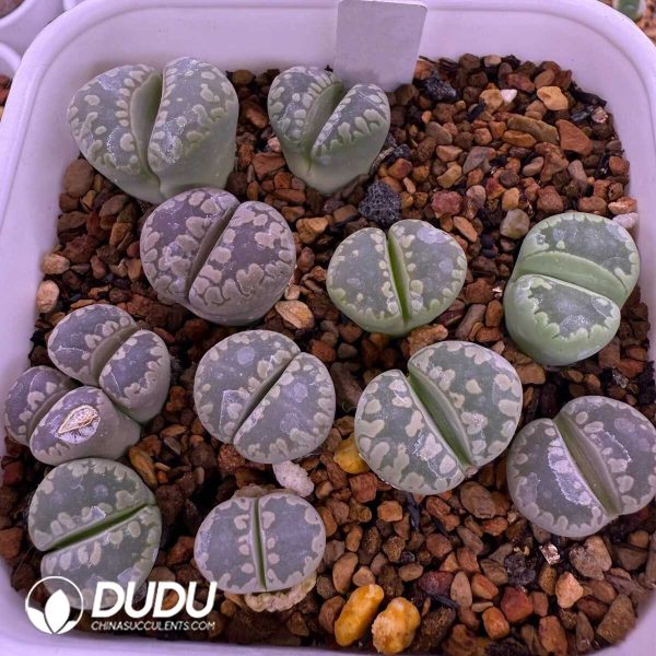 Lithops Otzeniana C128A (1000+ pcs) - Image 1