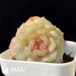 Echeveria Chungking Express Double Heads