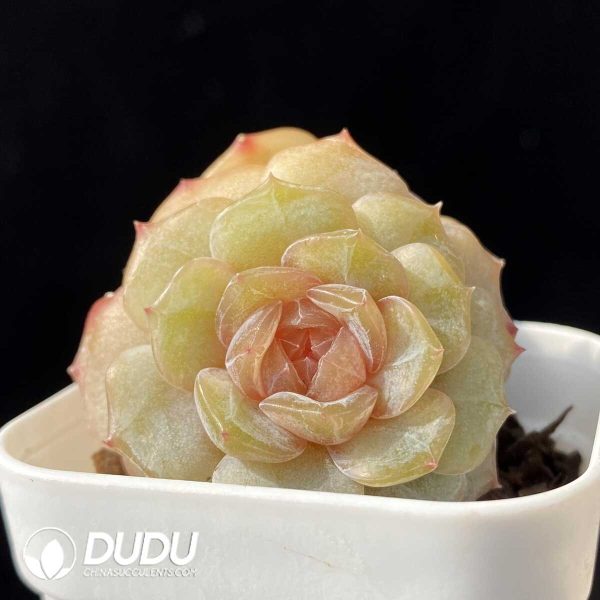 e201-101.jpg Echeveria Chungking Express Double Heads - Image 1