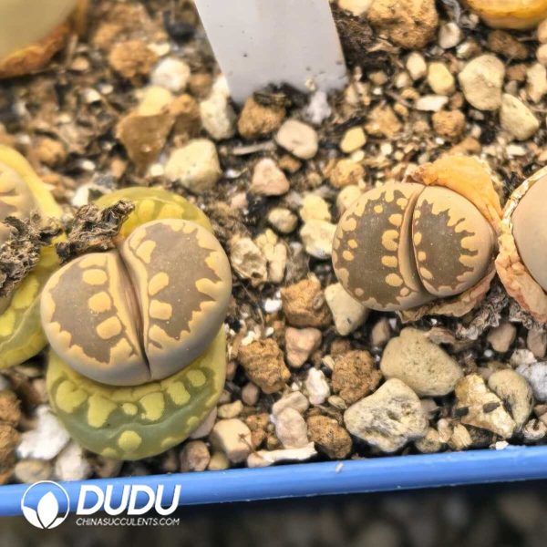 Lithops Otzeniana C280 (1000+ pcs) - Image 1