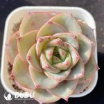 Echeveria Hui Zhiyu