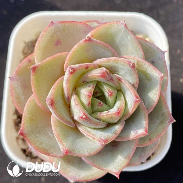 Echeveria Hui Zhiyu - Image 1