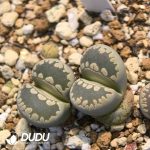 Lithops Otzeniana C350 (1000+ pcs)